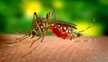 Malaria- better treatment found