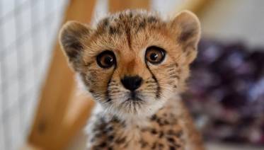 Cheetahs are being driven towards Extinction