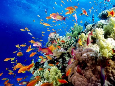Image result for original The Great Barrier Reef (Australia)â pics